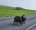 PICTURES/Heimaey Island Critters/t_20260604_142329.jpg